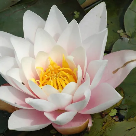 Aangenaam Texel Familie Daire *