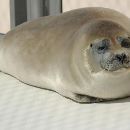 Daire Aangenaam Texel Familie *