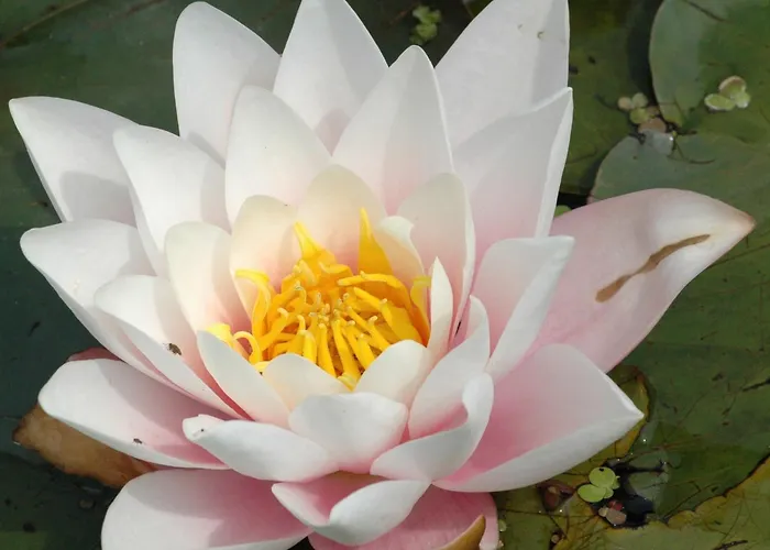 Aangenaam Texel Familie Apartman *