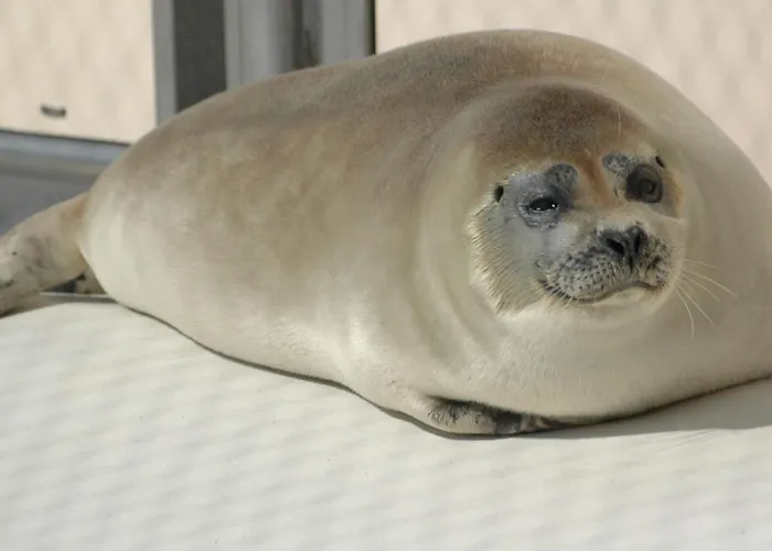 Apartman Aangenaam Texel Familie *